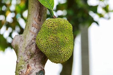 动画恐怖游戏《再见甜蜜卡罗尔》公布预告片